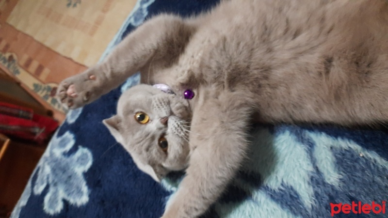 Scottish Fold, Kedi  duman misket fotoğrafı