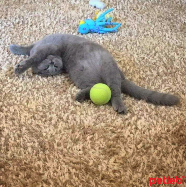 Scottish Fold, Kedi  duman misket fotoğrafı