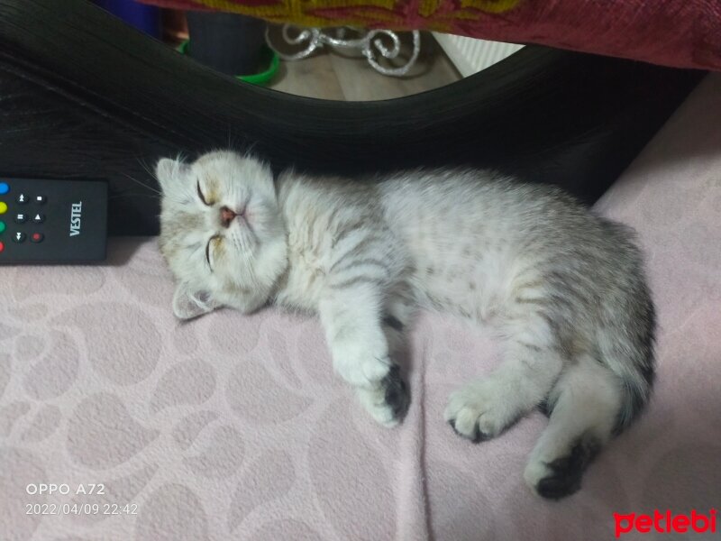 Scottish Fold, Kedi  Tarçın fotoğrafı