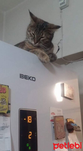 Tekir Kedi, Kedi  Tombiş fotoğrafı