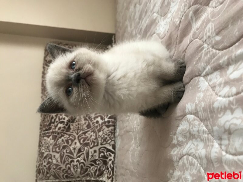 British Shorthair, Kedi  Blue point ve british shothair fotoğrafı