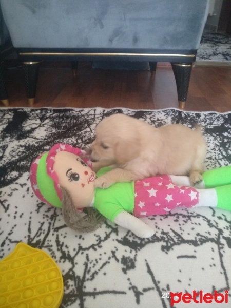 Golden Retriever, Köpek  Zeyna fotoğrafı