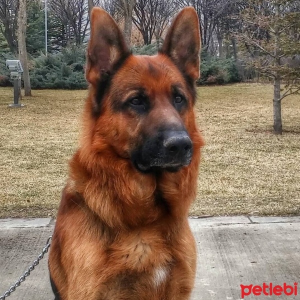 Alman Çoban Köpeği, Köpek  Hugo fotoğrafı