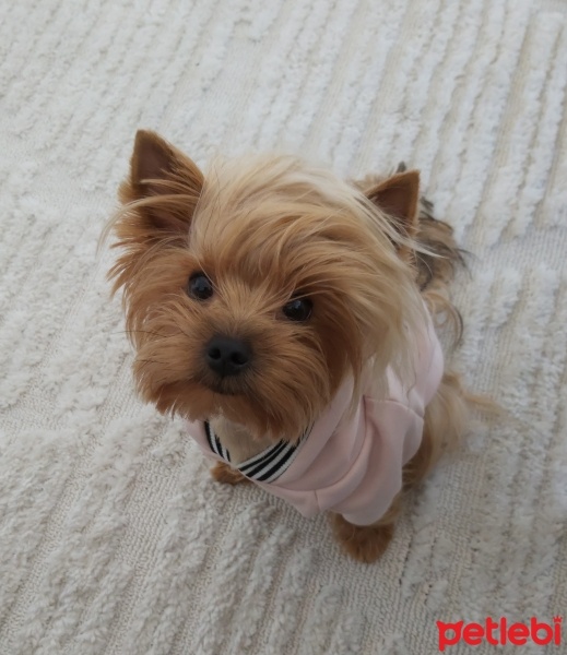 Yorkshire Terrier, Köpek  Cindy fotoğrafı