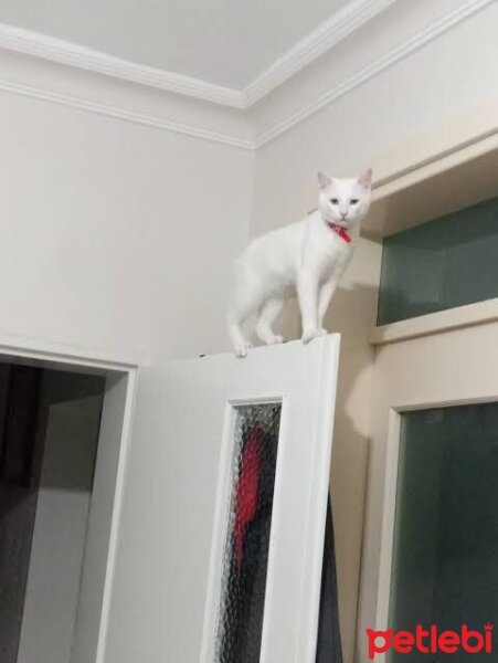 Ankara Kedisi, Kedi  Boncuk fotoğrafı