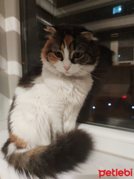 British Longhair, Kedi  Poncik fotoğrafı