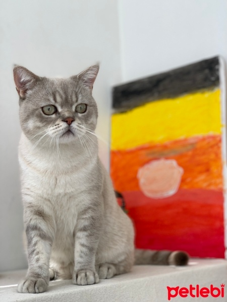 British Shorthair, Kedi  Ponçik fotoğrafı