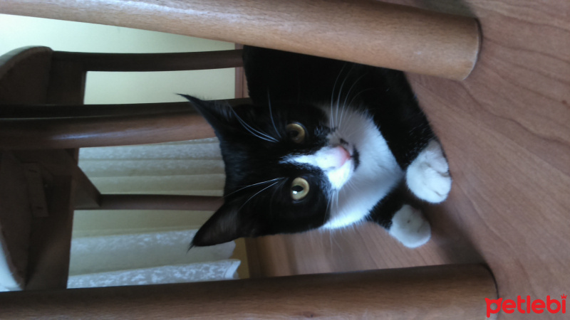 Tekir Kedi, Kedi  Leydi fotoğrafı