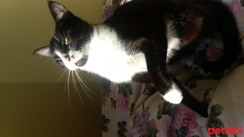 Tekir Kedi, Kedi  Leydi fotoğrafı