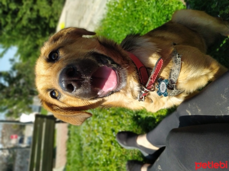Golden Retriever, Köpek  yogi fotoğrafı