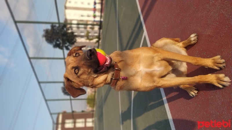 Golden Retriever, Köpek  yogi fotoğrafı