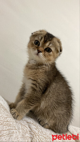 Scottish Fold, Kedi  Bal fotoğrafı