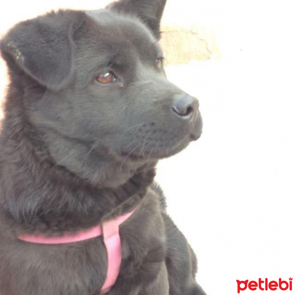 Chow Chow (çin Aslanı), Köpek  LİNDA fotoğrafı