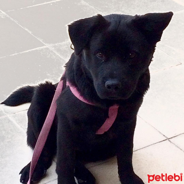 Chow Chow (çin Aslanı), Köpek  LİNDA fotoğrafı