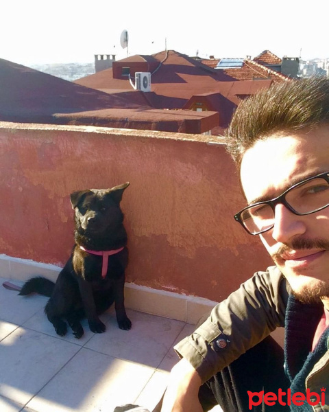 Chow Chow (çin Aslanı), Köpek  LİNDA fotoğrafı