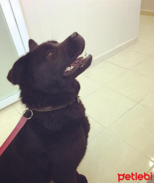 Chow Chow (çin Aslanı), Köpek  LİNDA fotoğrafı