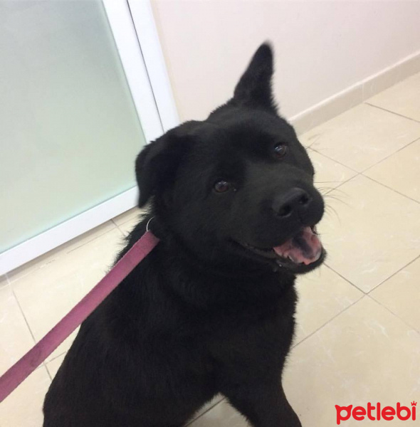 Chow Chow (çin Aslanı), Köpek  LİNDA fotoğrafı