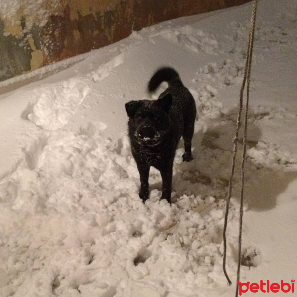 Chow Chow (çin Aslanı), Köpek  LİNDA fotoğrafı
