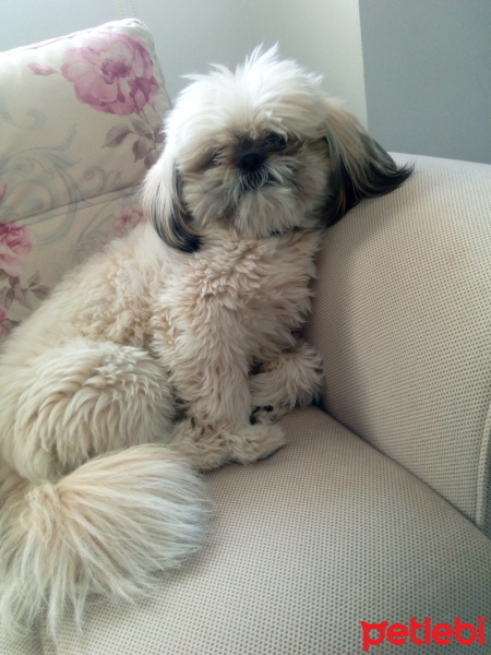 Shih Tzu, Köpek  Mokako fotoğrafı