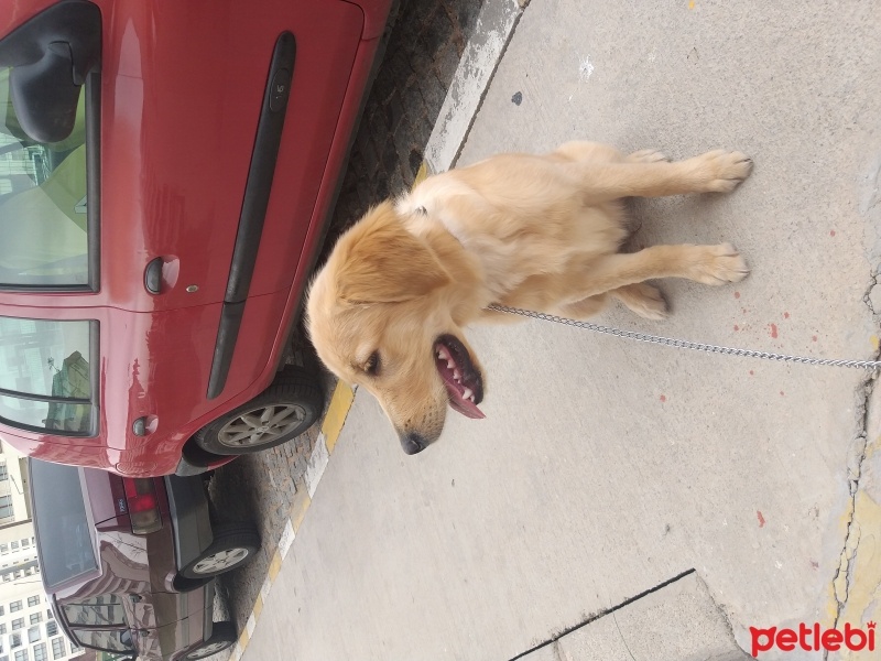 Golden Retriever, Köpek  Lazy fotoğrafı