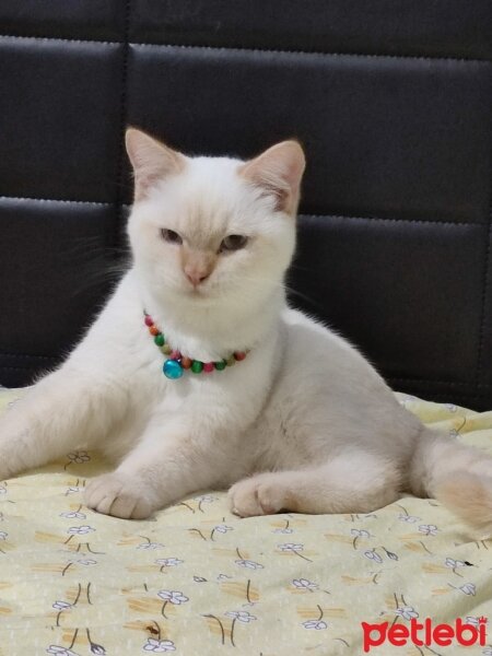 Brazilian Shorthair, Kedi  Pamuk fotoğrafı