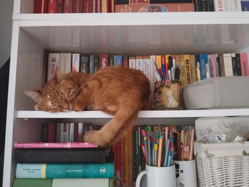 Sarman, Kedi  Midas fotoğrafı