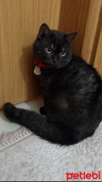 Scottish Fold, Kedi  Nita fotoğrafı