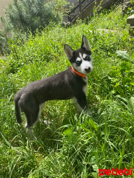 Sibirya Kurdu (Husky), Köpek  Snow fotoğrafı