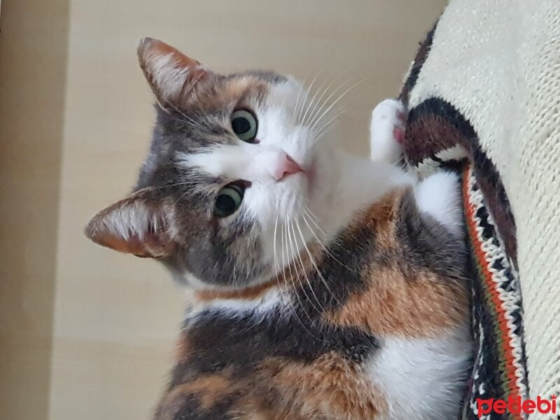 Tekir Kedi, Kedi  Sufle fotoğrafı