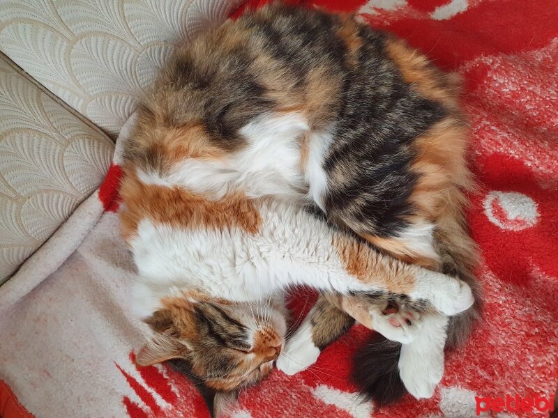 Norwegian Forest, Kedi  Buğday fotoğrafı