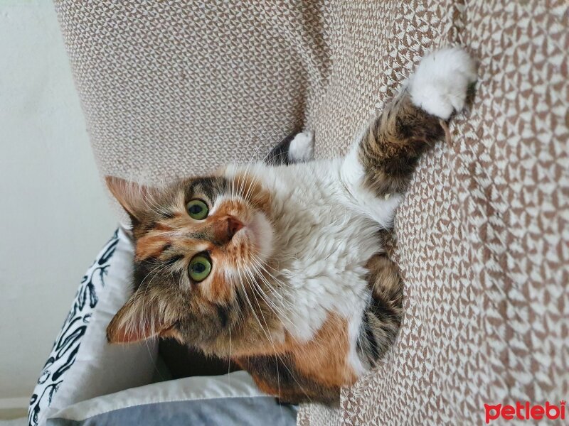 Norwegian Forest, Kedi  Buğday fotoğrafı