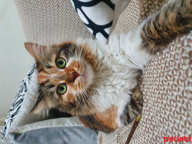 Norwegian Forest, Kedi  Buğday fotoğrafı