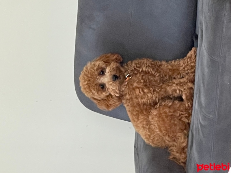 Poodle(Standart Kaniş), Köpek  Lilly fotoğrafı