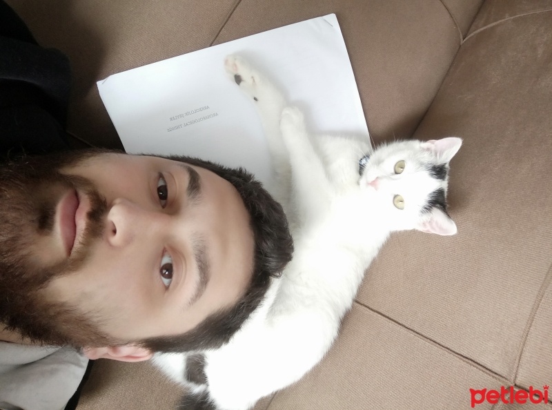 Tekir Kedi, Kedi  Ponçik fotoğrafı