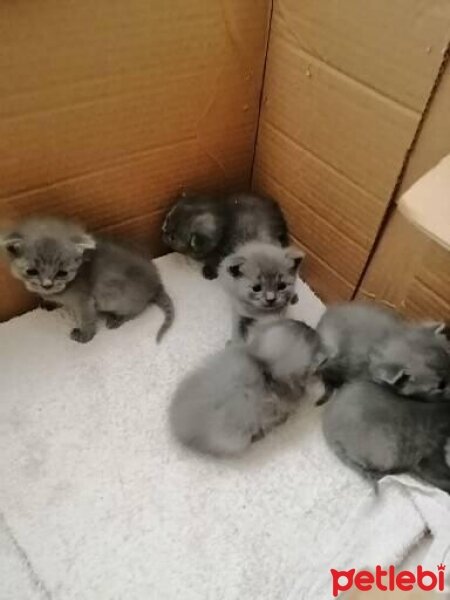 Scottish Fold, Kedi  Yavru kedilerim fotoğrafı