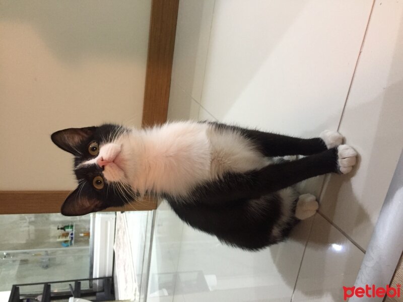 Tuxedo (Smokin) Kedi, Kedi  Gulya fotoğrafı