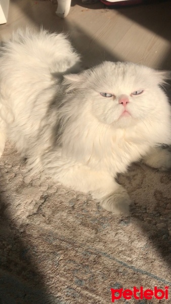 İran Kedisi (Persian), Kedi  Bulut bey fotoğrafı
