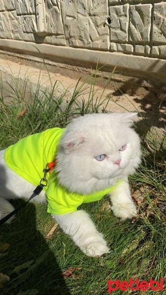 İran Kedisi (Persian), Kedi  Bulut bey fotoğrafı