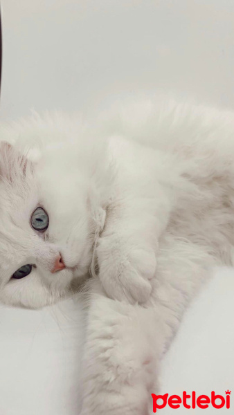 İran Kedisi (Persian), Kedi  Bulut bey fotoğrafı
