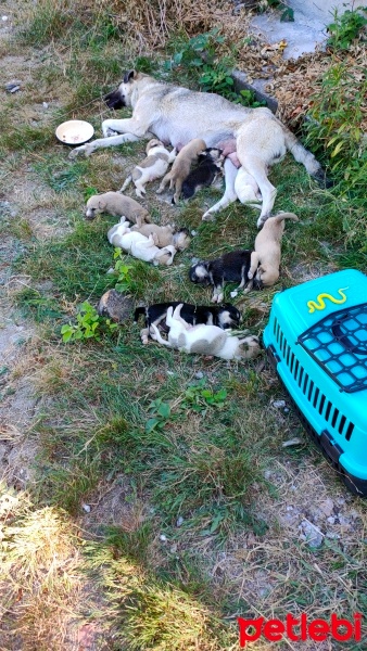 Sokö (Sokak Köpeği), Köpek  puki fotoğrafı