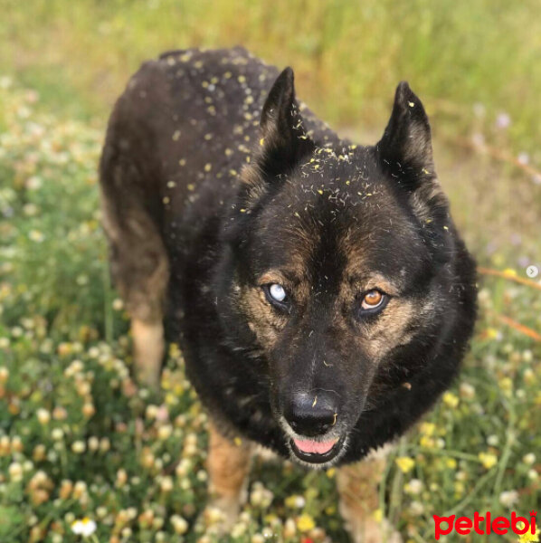 Sibirya Kurdu (Husky), Köpek  Doddy Akdeniz fotoğrafı