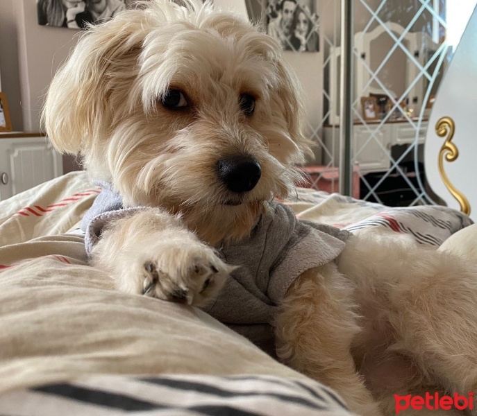 Poodle (Minyatür Kaniş), Köpek  LATTE fotoğrafı