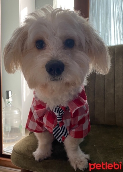 Poodle (Minyatür Kaniş), Köpek  LATTE fotoğrafı