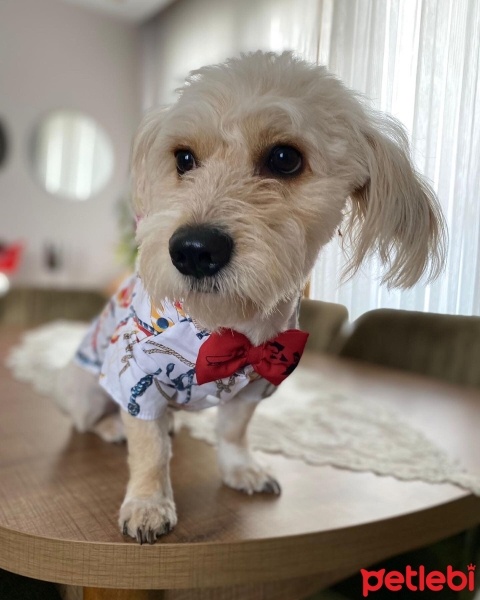 Poodle (Minyatür Kaniş), Köpek  LATTE fotoğrafı