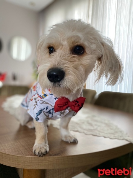 Poodle (Minyatür Kaniş), Köpek  LATTE fotoğrafı