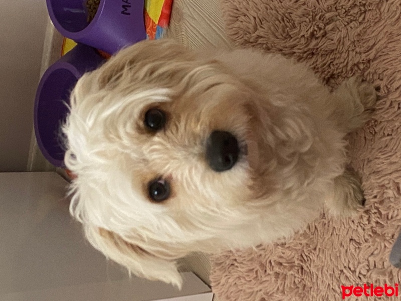 Poodle (Minyatür Kaniş), Köpek  LATTE fotoğrafı
