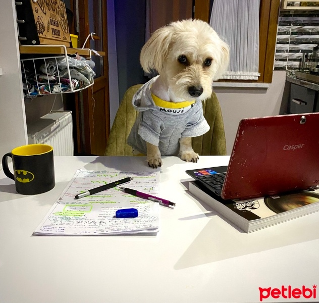 Poodle (Minyatür Kaniş), Köpek  LATTE fotoğrafı