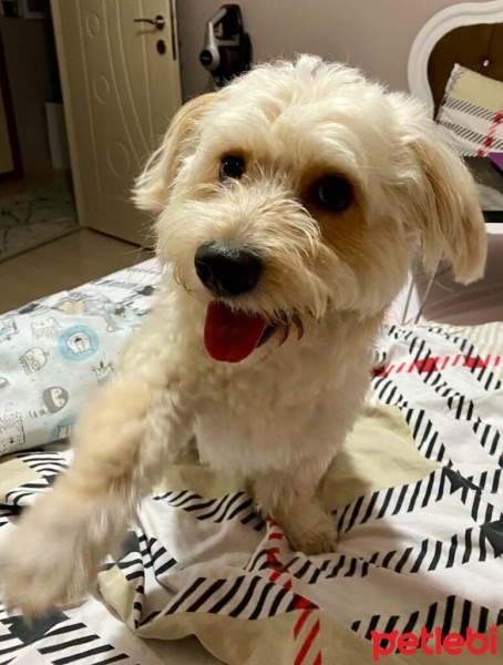 Poodle (Minyatür Kaniş), Köpek  LATTE fotoğrafı