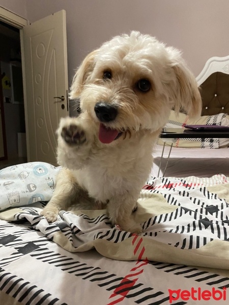 Poodle (Minyatür Kaniş), Köpek  LATTE fotoğrafı