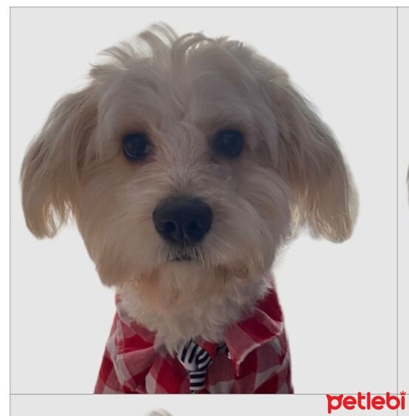 Poodle (Minyatür Kaniş), Köpek  LATTE fotoğrafı